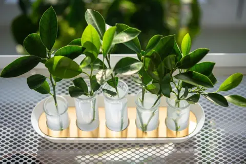 Cinco esquejes de plantas verdes en pequeños vasos con agua, listos para enraizar.
