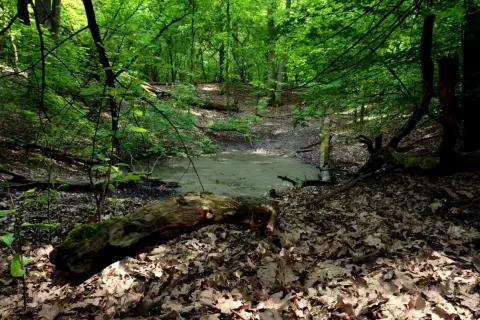 Rezerwat przyrody Meteoryt Morasko – tajemnice kraterów i unikalna fauna