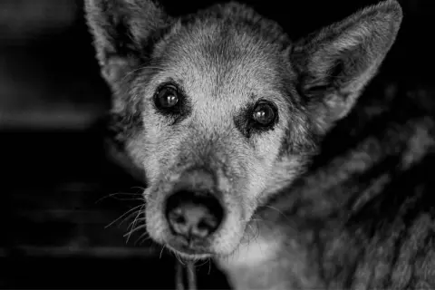 Primer plano de un perro anciano con ojos tristes. La imagen evoca la pregunta: cuanto dura un perro agonizando.