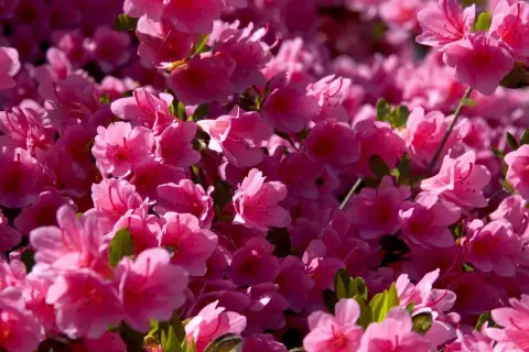 Jak obniżyć pH gleby? Sekrety bujnych borówek i rododendronów