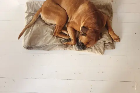 Brauner Hund liegt schlapp auf einer Decke auf weißem Holzboden. Er hat seinen Kopf in die Pfoten gelegt und schläft tief.