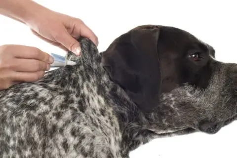 Cómo matar las garrapatas de mi perro y proteger su salud eficazmente