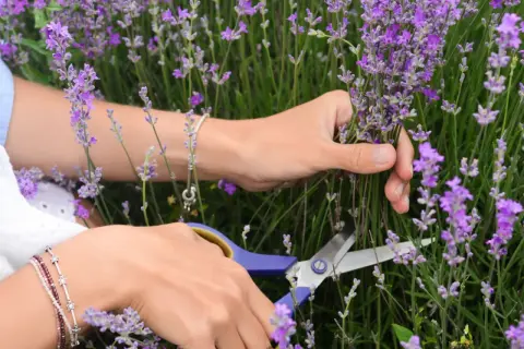 Hände schneiden Lavendel. Die beste Zeit, wann schneidet man Lavendel, ist kurz vor der vollen Blüte, um das Aroma zu erhalten.