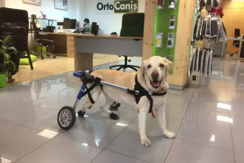 Un perro labrador con un arnés y ruedas para ayudarle a caminar. Parece que mi perro arrastra el ano, pero en realidad es su silla de ruedas.