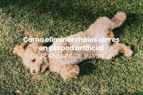 Un perro juguetón sobre césped artificial. Aprende cómo quitar el mal olor del césped artificial fácilmente.