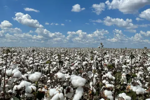 Ein weites Feld voller reifer Baumwolle unter blauem Himmel. Hier wächst die Grundlage für mercerisierte Baumwolle, die für ihren Glanz und ihre Stärke bekannt ist.