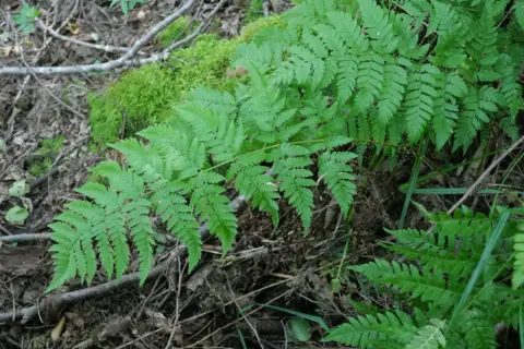 Feuilles vertes et découpées de fougère Thelypteris palustris, poussant dans un sol forestier humide avec de la mousse.