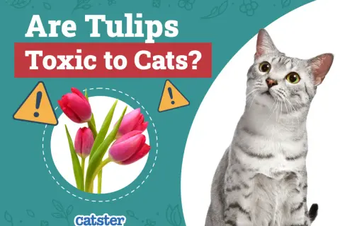 A curious cat looks up at pink tulips, with text asking "Are Tulips Toxic to Cats?".