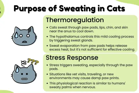 Cats sweat through paw pads, lips, chin, and skin near the anus for thermoregulation and stress response. This helps them cool down and can cause damp paw prints when nervous.