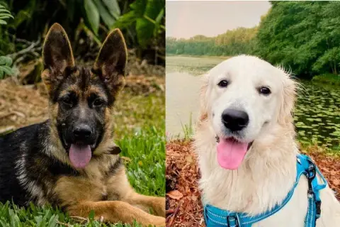 Labrador czy owczarek niemiecki: który pies lepiej pasuje do Ciebie?