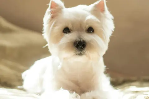 Un adorable westie chien, tout blanc et tout doux, pose paisiblement, baigné par la lumière du soleil.