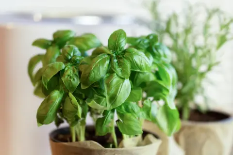 Färska basilika plantor i kruka, perfekta för ditt nästa basilika recept.