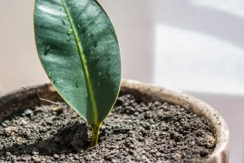 Un pequeño brote verde emerge de la tierra húmeda en una maceta, un ejemplo de esquejes en crecimiento.