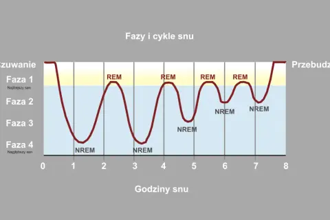 Wykres przedstawia cykle snu, pokazując różne fazy snu (REM i NREM) w ciągu nocy.