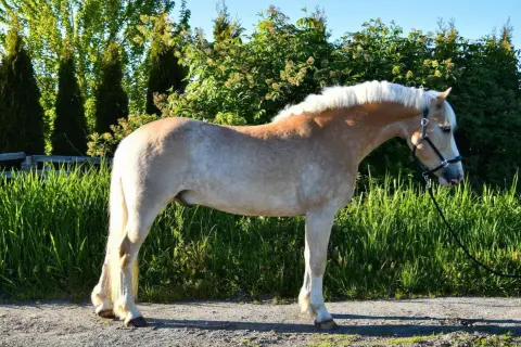 Haflinger o pięknym, kasztanowym umaszczeniu i białej grzywie, prezentuje swój imponujący wzrost na tle zieleni.