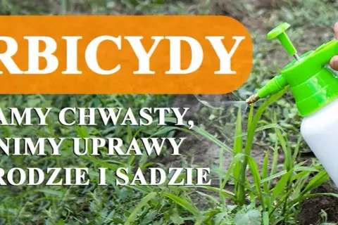 Jak skutecznie zwalczyć kostrzewę chwast i ochronić plony zbóż