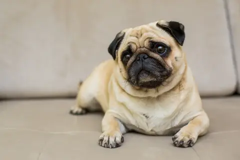 Uroczy mops leży na kanapie, zastanawiając się, dlaczego pies śmierdzi.