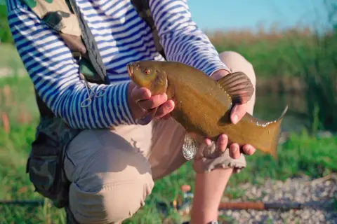 Un pêcheur tient une belle tanche de Mongolie, ses écailles dorées brillant au soleil.