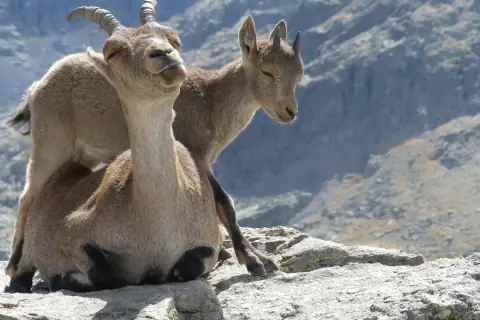 Dos cabras montesas descansan en las rocas, una con los ojos cerrados y la otra mirando hacia abajo.