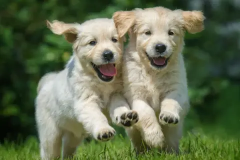 Czy golden retriever uczula? Sprawdź, zanim podejmiesz decyzję