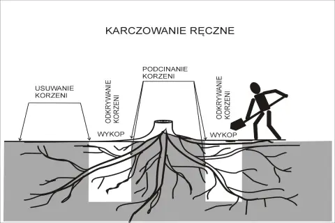 Ilustracja pokazuje ręczne usuwanie korzeni drzew. Widoczne są etapy: odkrywanie korzeni, podcinanie korzeni i wykopy.