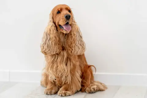Uroczy cocker spaniel angielski siedzi, dysząc z językiem na zewnątrz. Jego długie, falujące uszy opadają na boki.