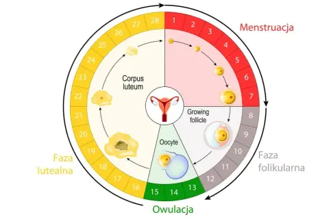 Cykl menstruacyjny: faza folikularna, owulacja, faza lutealna. Po owulacji, gdy tworzy się ciałko żółte, warto zbadać, kiedy zrobić progesteron.