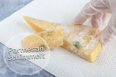 Parmesan mit grünem und weißem Schimmelbefall, der auf einem Küchentuch liegt. Ein Handschuh berührt den Käse.