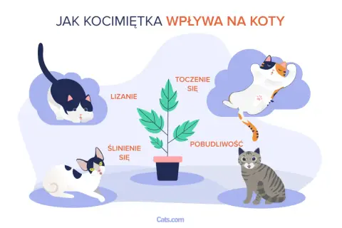 Kocimiętka co to? Ilustracja pokazuje, jak kocimiętka wpływa na koty: lizanie, ślinienie, turlanie się i pobudliwość.