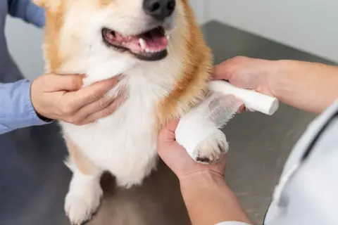Tierarzt bandagiert Pfote eines Hundes. Informationen zu Kreuzbandriss Hund Kosten sind wichtig für die Genesung.