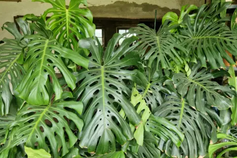 Un groviglio di foglie verdi di monstera, alcune con buchi caratteristici, crea un angolo lussureggiante. Una piccola monstera, ancora in crescita, si fa strada tra le sorelle più grandi.