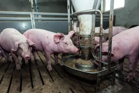 Różowe świnie jedzą z karmnika. Jedna z nich, pasha, pochyla się nad miską, by zjeść smaczne jedzenie.