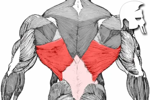 Rückenansicht mit hervorgehobenem Latissimus dorsi. Die roten Bereiche zeigen die breiten Rückenmuskeln, die für eine V-Form des Rückens wichtig sind.