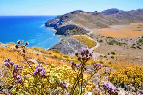 Flores moradas y amarillas en primer plano, con el mar azul y las colinas del morrón de los genoveses al fondo.