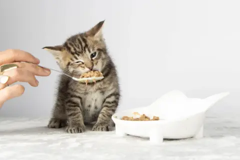 A tiny tabby kitten winks as it eats from a spoon, learning when do kittens start eating food. A small bowl of food sits nearby.