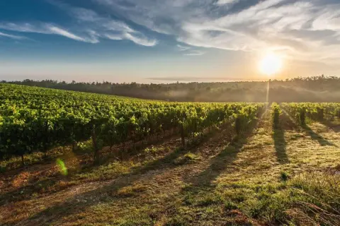 Morgendlicher Sonnenschein beleuchtet eine weitläufige Weinrebenlandschaft. Der **terroir wein** spiegelt die einzigartige Bodenbeschaffenheit und das Klima wider.
