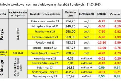 Po ile rzepak w skupie? Sprawdź aktualne ceny i prognozy rynku
