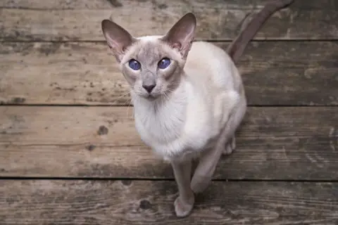 Un elegante gatto orientale con occhi blu intenso guarda verso l'alto, seduto su assi di legno grezzo.