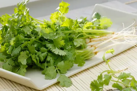 Frischer Koriander mit Wurzeln auf einem weißen Teller. Ideal für die Verwendung in der asiatischen Küche, Salsas oder als Garnitur.