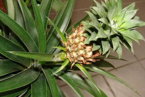 Młody ananas rozwija się wśród długich, zielonych liści. Widać, jak rosną ananasy, od małego zawiązka do owocu.