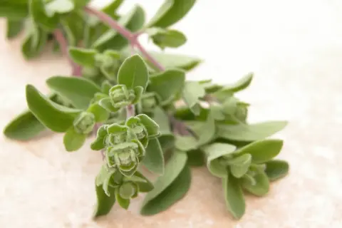 Frische Majoran-Zweige, bereit zum Majoran ernten. Die grünen Blätter und Knospen sind nah aufgenommen.