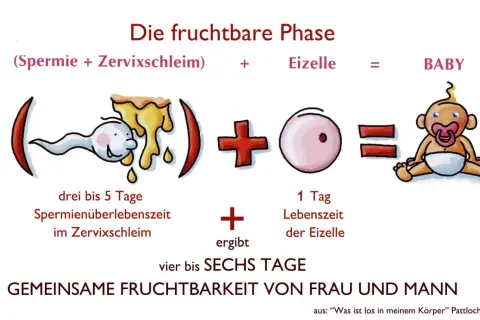 Die fruchtbare Phase: Spermien überleben 3-5 Tage im Zervixschleim, die Eizelle 1 Tag. Die Billings Methode erklärt, wie diese zusammen vier bis sechs Tage lang zu einem Baby führen können.