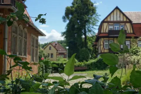 Zielone liście i pąki kwiatów na tle urokliwych kamienic w Gdańsku Aniołkach.