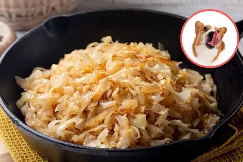 Czy pies może jeść kapustę kiszoną? Bezpieczeństwo i korzyści