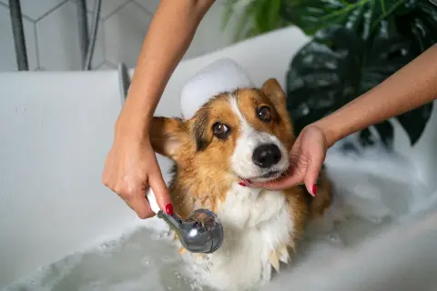 Kąpiel corgi z pianą na głowie. Zastanawiasz się, jaki szampon dla psa będzie najlepszy?
