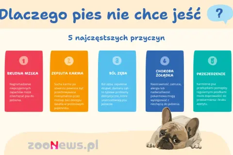 Dlaczego pies nie chce jeść? 5 przyczyn: brudna miska, zepsuta karma, ból zęba, choroba żołądka, przejedzenie. Piesek wygląda na smutnego.