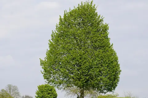 Majestatyczna lipa w ogrodzie, otoczona zielenią, na tle błękitnego nieba z chmurami.