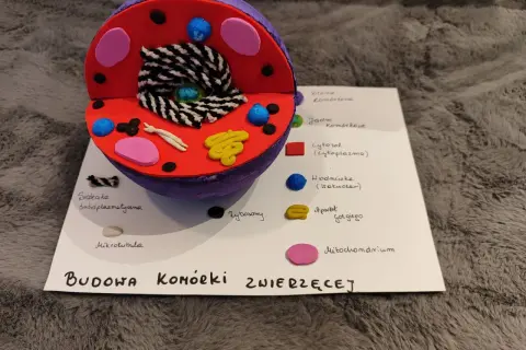 Kolorowy model komórki zwierzęcej z widocznymi organellami, takimi jak jądro, mitochondria i aparat Golgiego.
