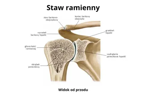 Anatomia stawu ramiennego: głowa kości ramiennej i panewka łopatki tworzą staw ramienny, a obojczyk łączy się z łopatką w stawie barkowo-obojczykowym.