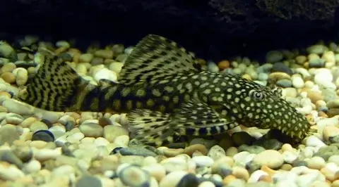 Ile kosztuje glonojad w sklepie zoologicznym? Ceny, które zaskoczą